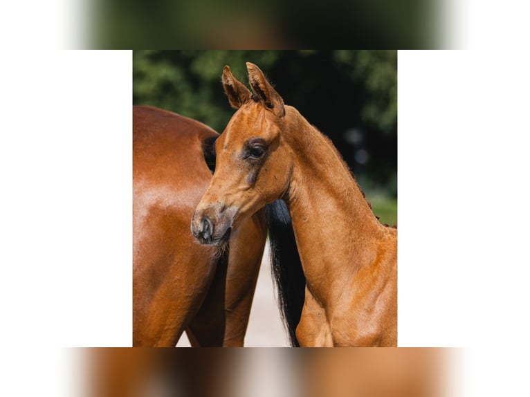 Zweeds warmbloed Hengst Veulen (06/2026) Vos in Flyinge