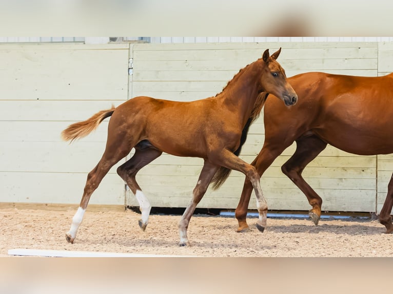 Zweeds warmbloed Hengst Veulen (04/2026) Vos in Flyinge