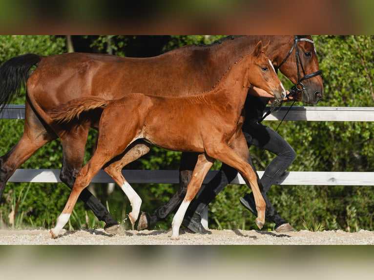 Zweeds warmbloed Hengst Veulen (05/2026) Vos in Flyinge