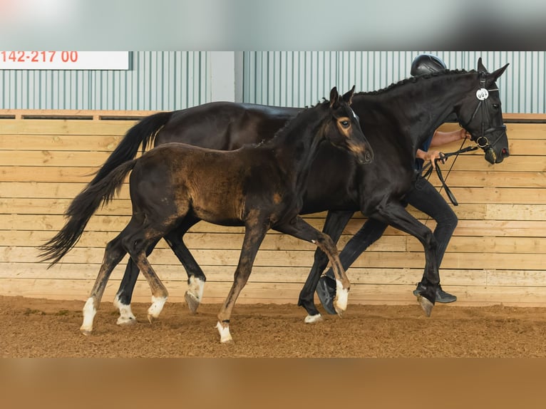 Zweeds warmbloed Hengst Veulen (04/2026) Zwart in Flyinge