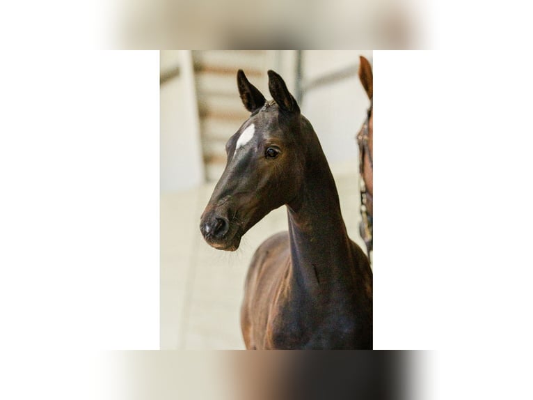 Zweeds warmbloed Hengst Veulen (05/2025) Zwart in Flyinge