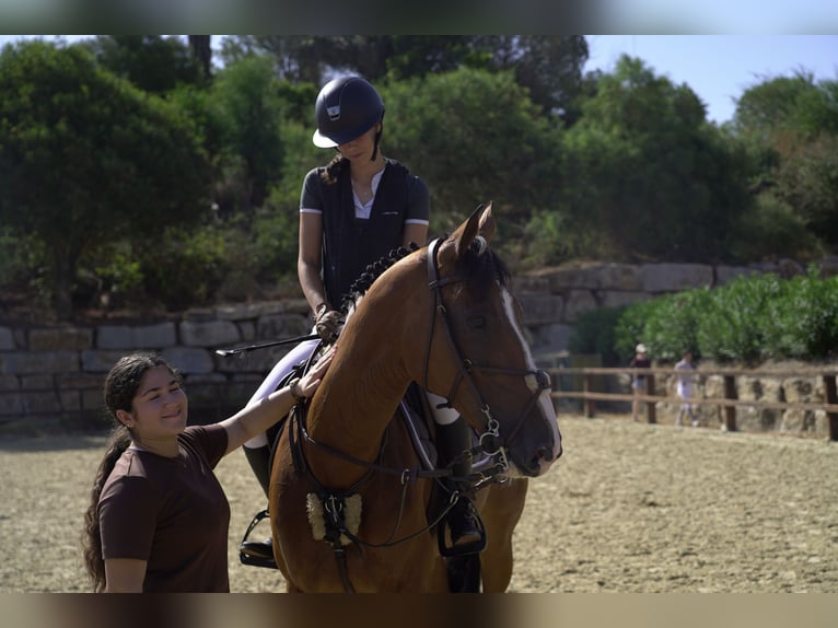 Zweeds warmbloed Merrie 10 Jaar 165 cm Falbe in Marbella