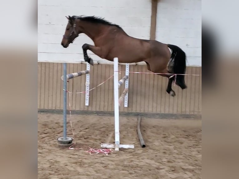 Zweeds warmbloed Merrie 10 Jaar 170 cm Bruin in Chemnitz