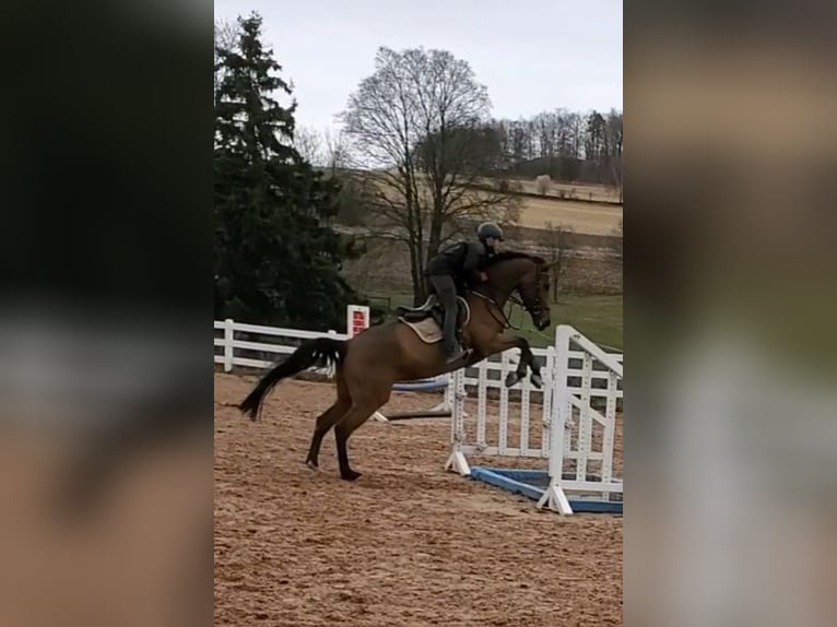 Zweeds warmbloed Merrie 10 Jaar 170 cm Bruin in Chemnitz