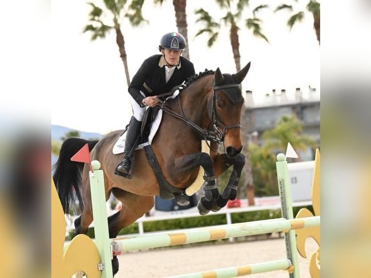 Zweeds warmbloed Merrie 11 Jaar 167 cm Bruin in Trieste