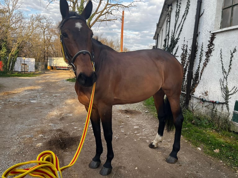 Zweeds warmbloed Merrie 11 Jaar 167 cm Bruin in Trieste