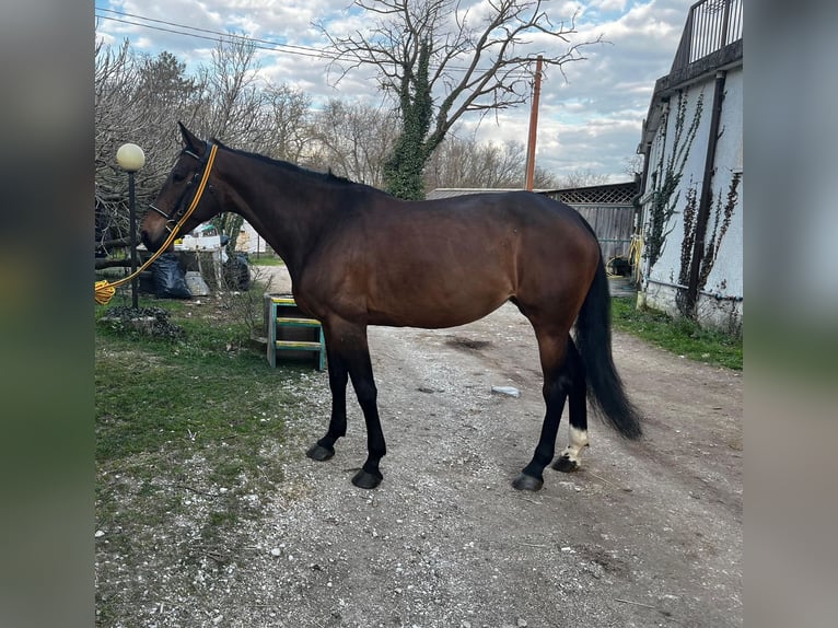 Zweeds warmbloed Merrie 11 Jaar 167 cm Bruin in Trieste