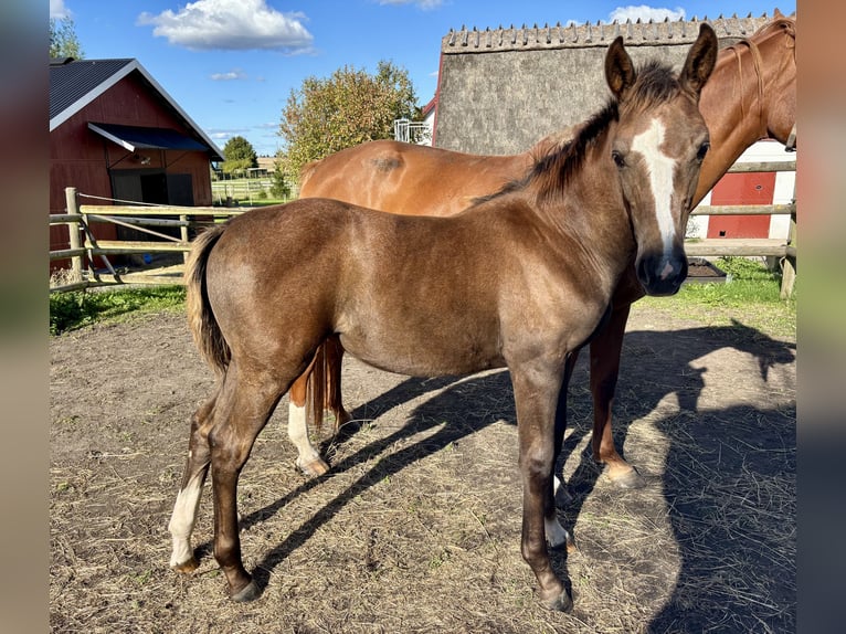 Zweeds warmbloed Merrie 1 Jaar 168 cm Schimmel in Lund