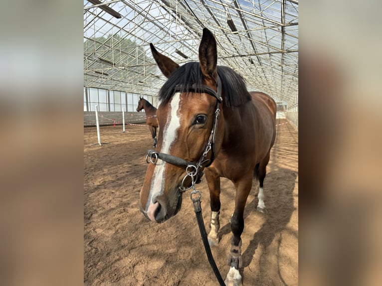 Zweeds warmbloed Merrie 3 Jaar 168 cm Bruin in Tungelsta