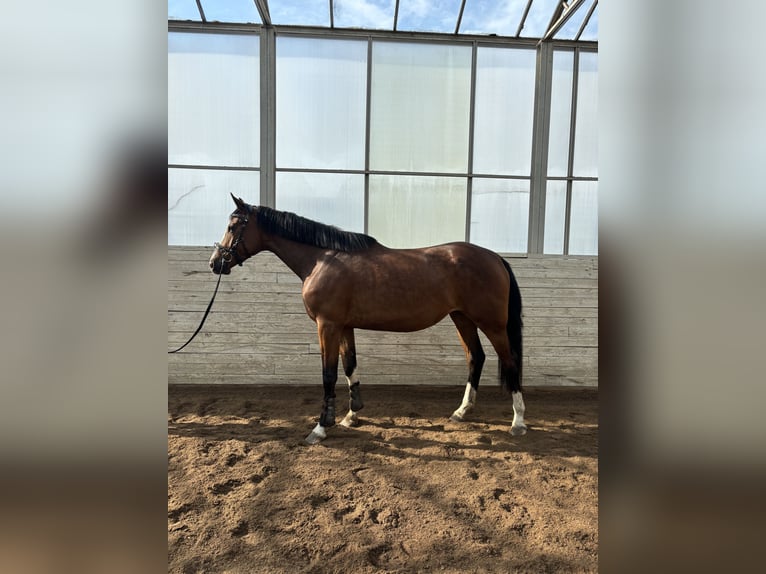 Zweeds warmbloed Merrie 3 Jaar 168 cm Bruin in Tungelsta