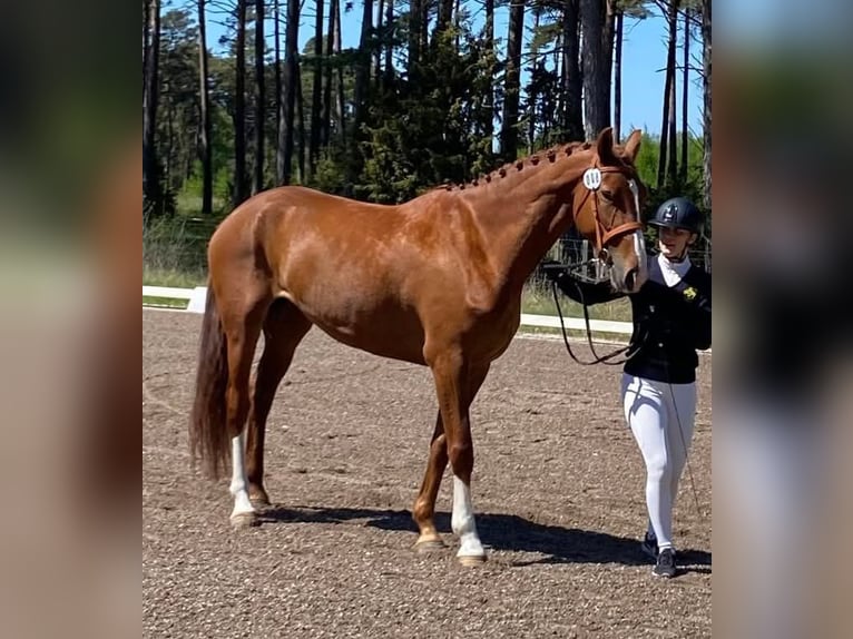 Zweeds warmbloed Merrie 4 Jaar 165 cm Donkere-vos in Münster