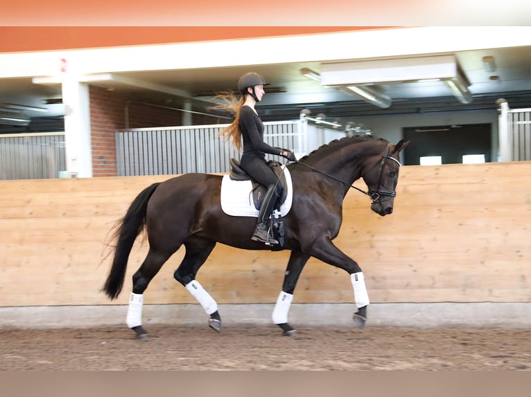 Zweeds warmbloed Merrie 4 Jaar 173 cm Zwart in Stora Sundby