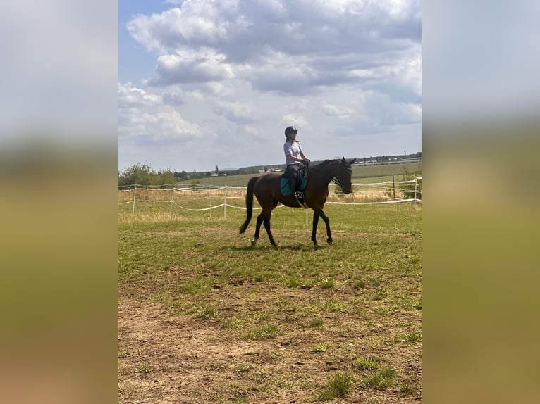 Zweeds warmbloed Mix Merrie 5 Jaar 153 cm Bruin in Leipzig