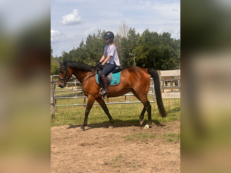 Zweeds warmbloed Mix Merrie 5 Jaar 153 cm Bruin in Leipzig