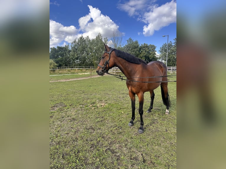 Zweeds warmbloed Mix Merrie 5 Jaar 153 cm Bruin in Leipzig
