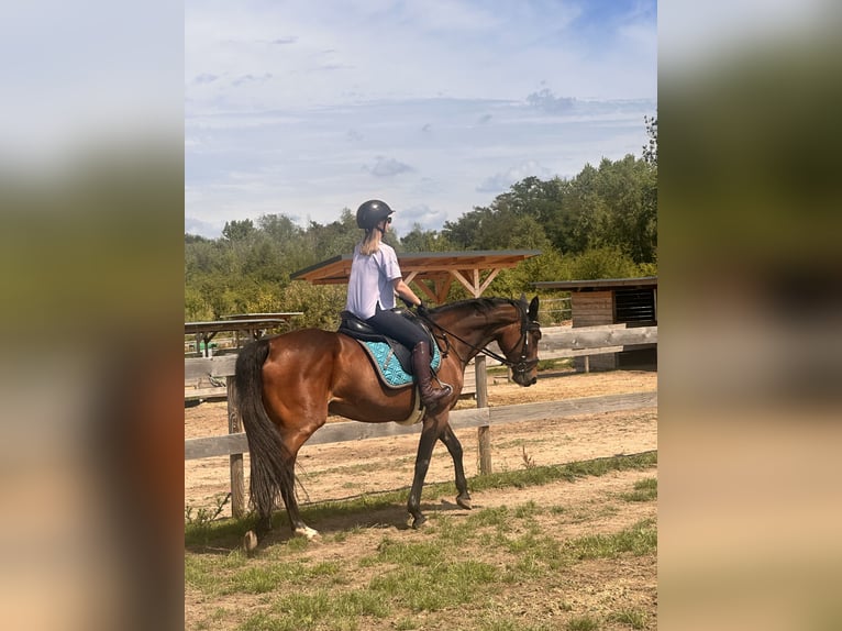 Zweeds warmbloed Mix Merrie 5 Jaar 153 cm Bruin in Leipzig