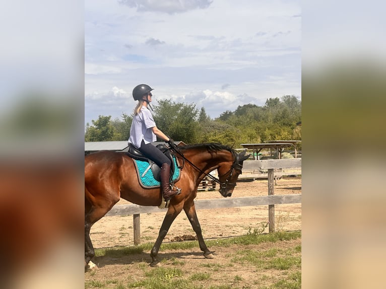 Zweeds warmbloed Mix Merrie 5 Jaar 153 cm Bruin in Leipzig