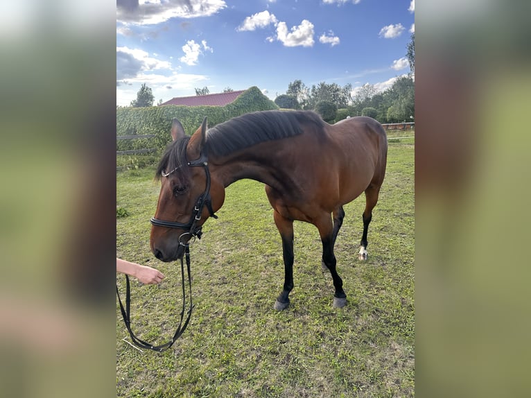 Zweeds warmbloed Mix Merrie 5 Jaar 153 cm Bruin in Leipzig