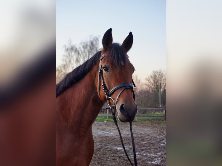 Zweeds warmbloed Mix Merrie 5 Jaar 157 cm Bruin in Leipzig