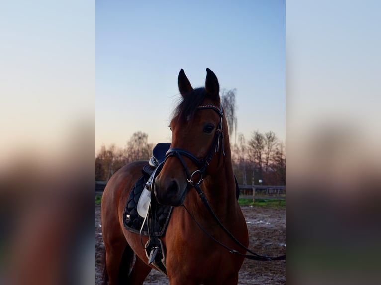 Zweeds warmbloed Mix Merrie 5 Jaar 157 cm Bruin in Leipzig