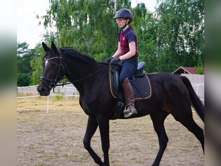 Zweeds warmbloed Mix Merrie 5 Jaar 164 cm Zwartbruin in Leipzig