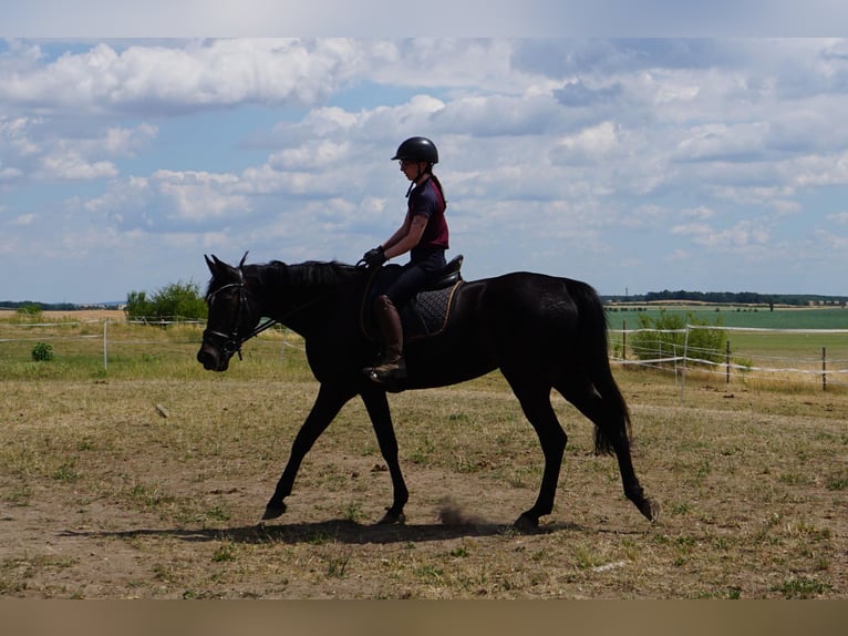 Zweeds warmbloed Mix Merrie 5 Jaar 164 cm Zwartbruin in Leipzig