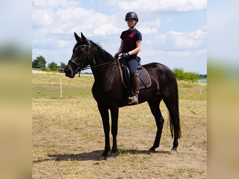 Zweeds warmbloed Mix Merrie 5 Jaar 164 cm Zwartbruin in Leipzig