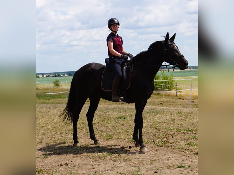 Zweeds warmbloed Mix Merrie 5 Jaar 164 cm Zwartbruin in Leipzig