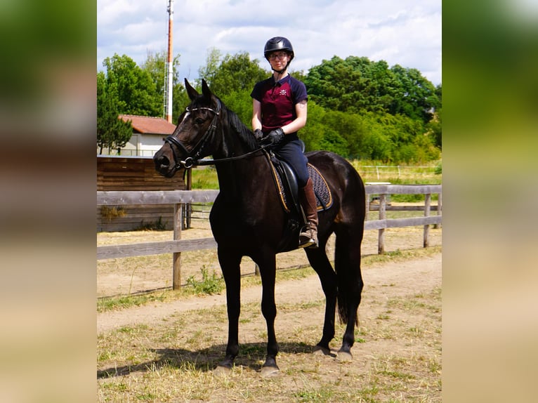 Zweeds warmbloed Mix Merrie 5 Jaar 164 cm Zwartbruin in Leipzig