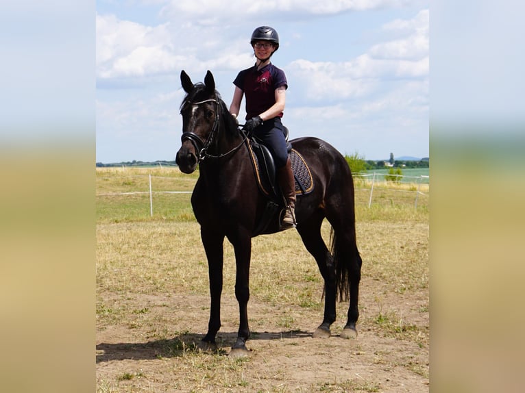 Zweeds warmbloed Mix Merrie 5 Jaar 164 cm Zwartbruin in Leipzig