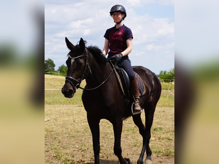 Zweeds warmbloed Mix Merrie 5 Jaar 164 cm Zwartbruin in Leipzig