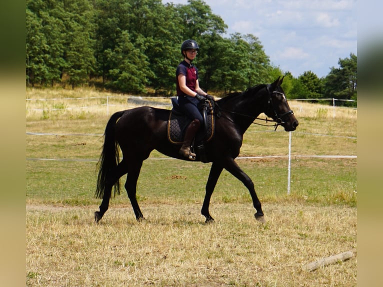 Zweeds warmbloed Mix Merrie 5 Jaar 164 cm Zwartbruin in Leipzig