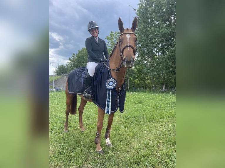 Zweeds warmbloed Merrie 5 Jaar 166 cm Roodvos in Mölltorp