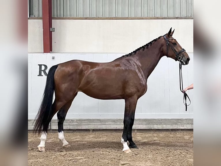 Zweeds warmbloed Merrie 5 Jaar 178 cm Bruin in Bjärred