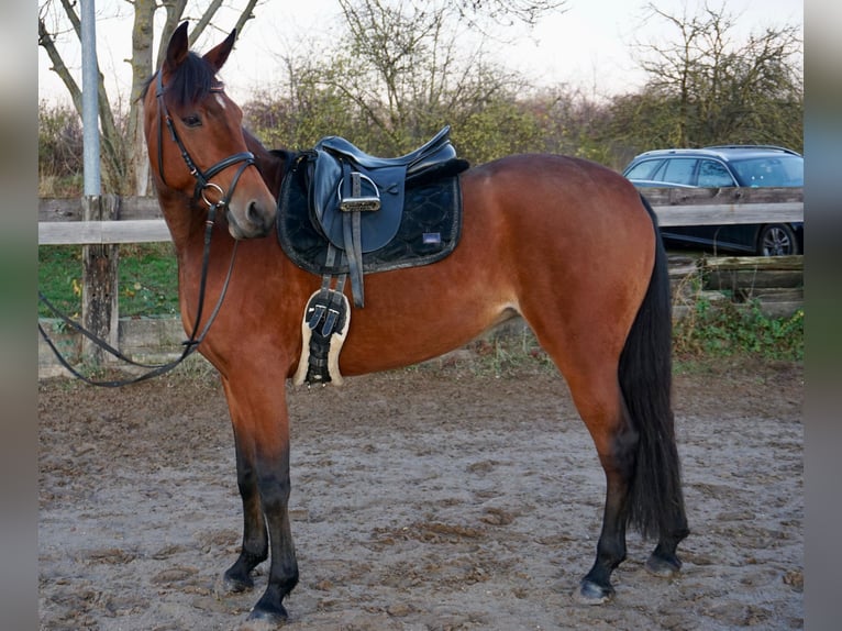 Zweeds warmbloed Mix Merrie 6 Jaar 157 cm Bruin in Leipzig