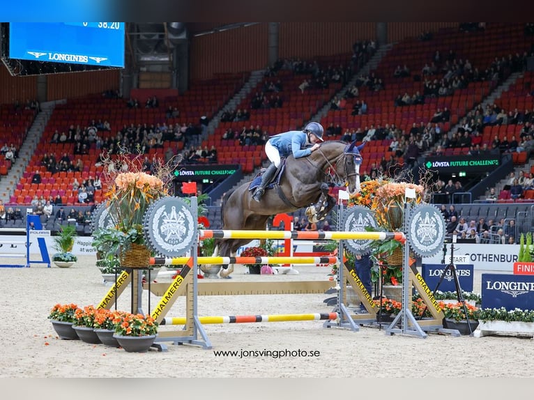 Zweeds warmbloed Merrie 7 Jaar 163 cm Donkerbruin in Halmstad
