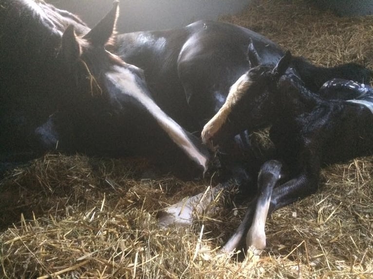 Zweeds warmbloed Merrie 7 Jaar 163 cm Donkerbruin in Halmstad
