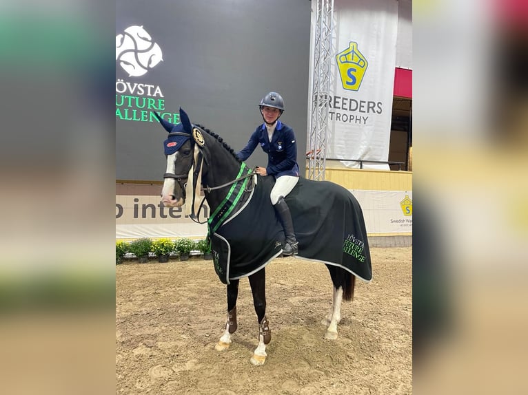 Zweeds warmbloed Merrie 7 Jaar 163 cm Donkerbruin in Halmstad