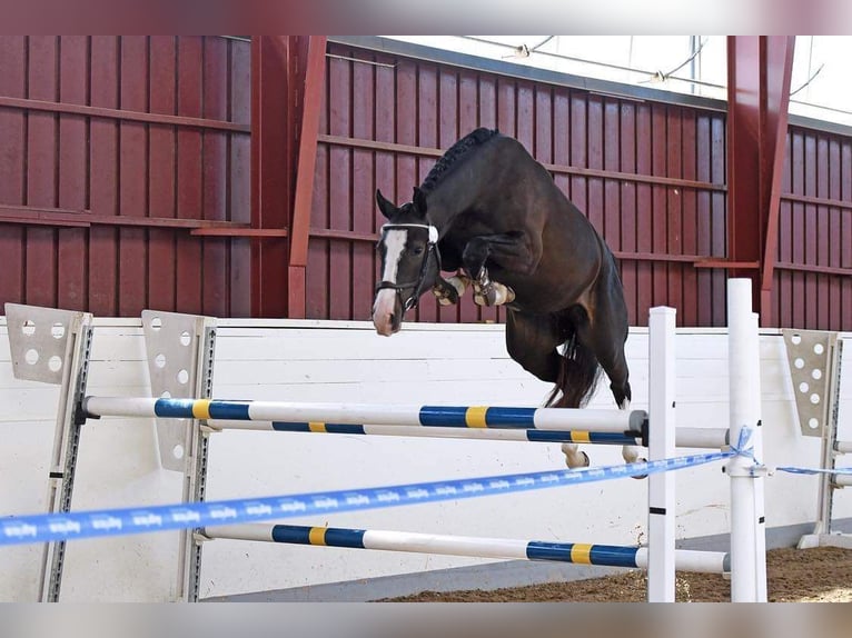 Zweeds warmbloed Merrie 7 Jaar 163 cm Donkerbruin in Halmstad