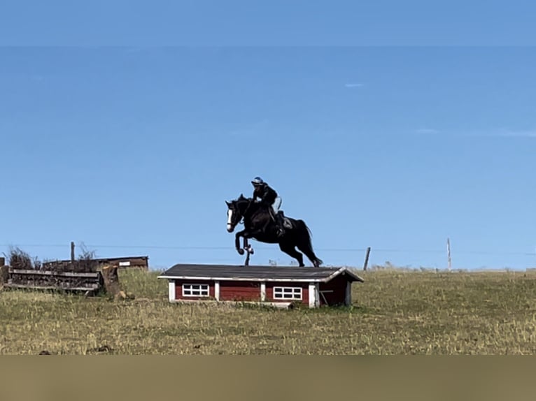 Zweeds warmbloed Merrie 7 Jaar 163 cm Donkerbruin in Halmstad