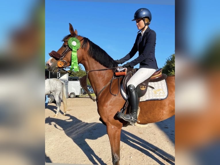 Zweeds warmbloed Merrie 7 Jaar 167 cm Bruin in Varde, Denmark