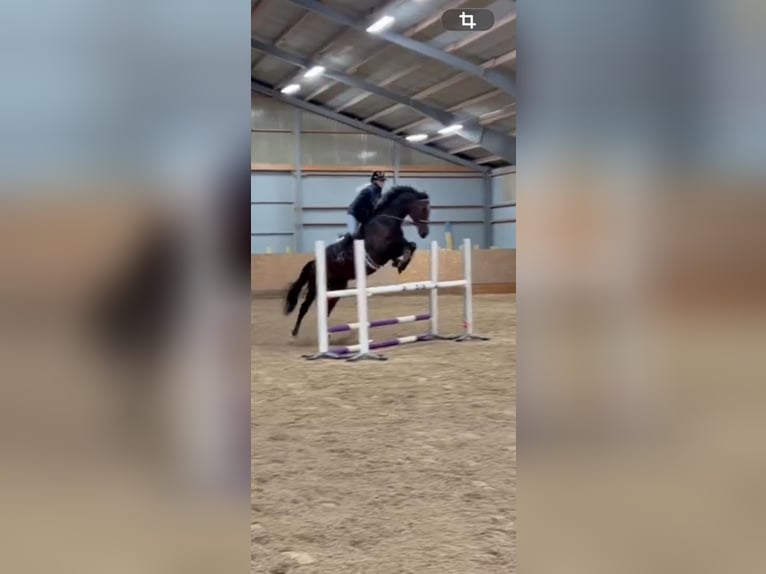 Zweeds warmbloed Merrie 7 Jaar 172 cm Bruin in Tving Karlskrona