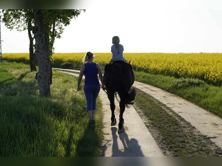 Zweeds warmbloed Mix Merrie 8 Jaar 156 cm Zwart in Bottmersdorf