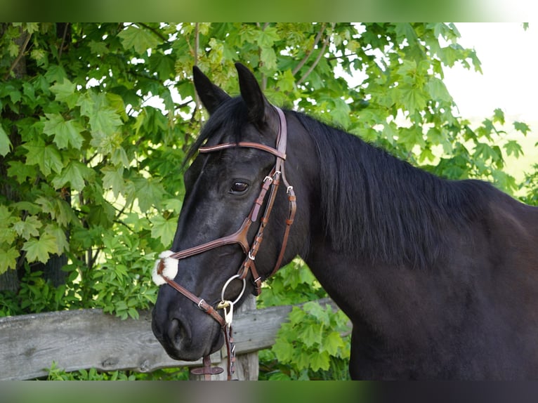 Zweeds warmbloed Mix Merrie 8 Jaar 156 cm Zwart in Bottmersdorf