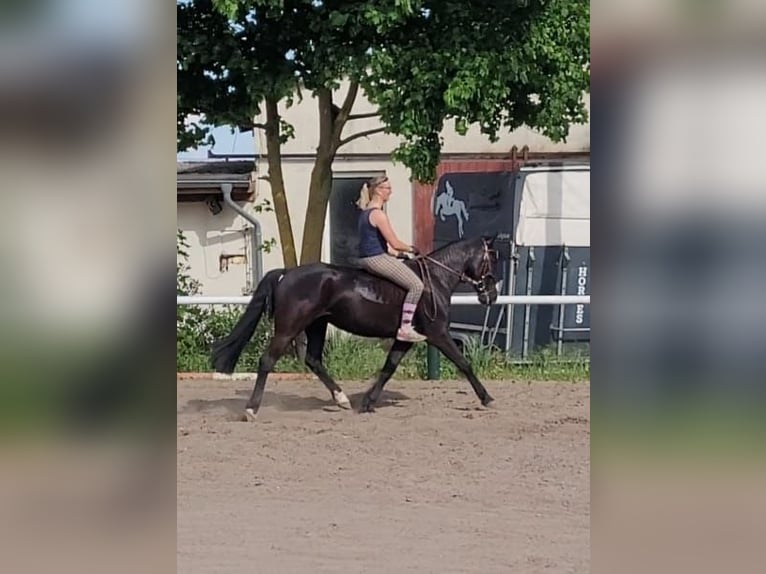 Zweeds warmbloed Mix Merrie 8 Jaar 156 cm Zwart in Bottmersdorf