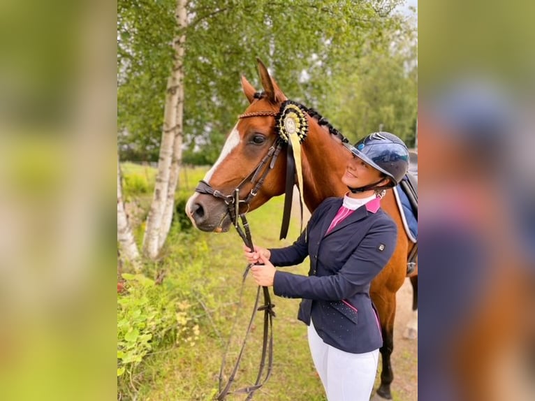 Zweeds warmbloed Merrie 8 Jaar 164 cm Bruin in Sweden, Karlstad