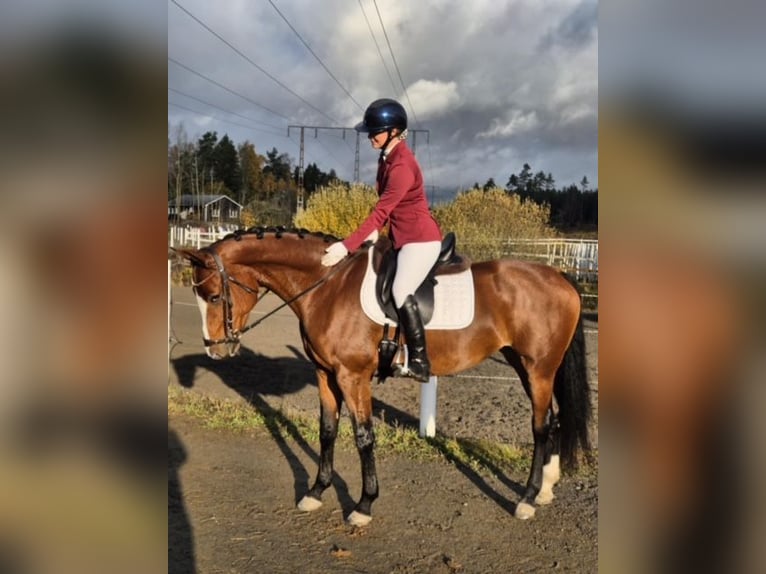 Zweeds warmbloed Merrie 8 Jaar 164 cm Bruin in Sweden, Karlstad