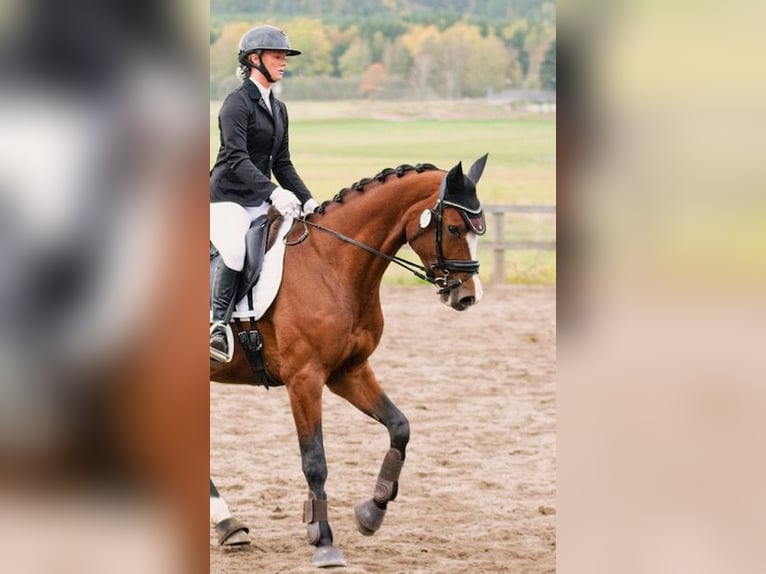 Zweeds warmbloed Merrie 8 Jaar 164 cm Bruin in Sweden, Karlstad