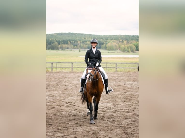 Zweeds warmbloed Merrie 8 Jaar 164 cm Bruin in Sweden, Karlstad