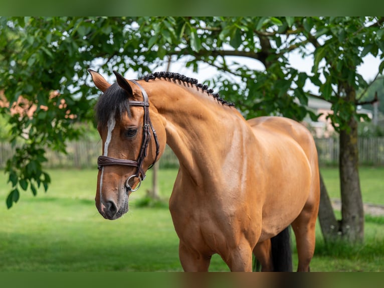 Zweeds warmbloed Merrie 8 Jaar 166 cm Bruin in GROTE-BROGEL